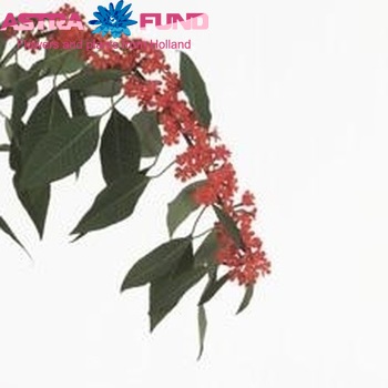 Euphorbia fulgens 'Orange King' fotó