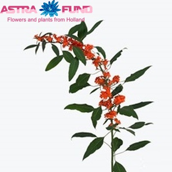 Euphorbia fulgens 'Orange Queen' fotó