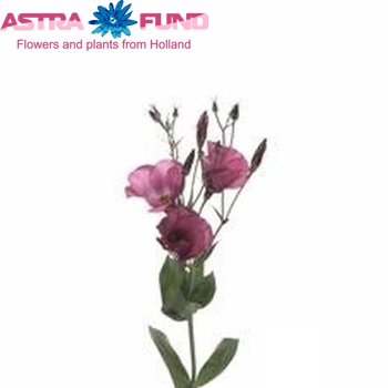 Eustoma  'Adom' photo