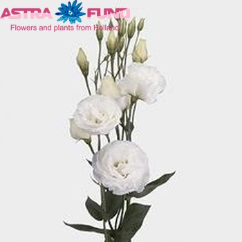 Eustoma  'Cessna White' photo