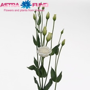 Eustoma  'Croma White' photo