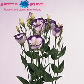 Eustoma  'Paloma Blue Rim' fotografie