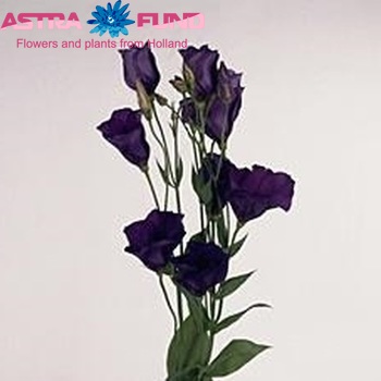 Eustoma  'Paloma Purple' fotografie