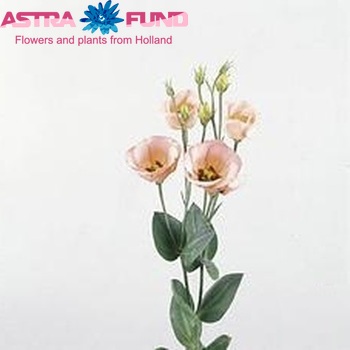 Eustoma  'Piccolo Apricot' fotografie