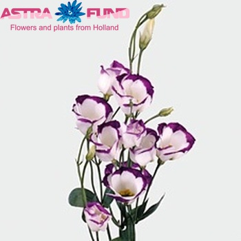 Eustoma  'Piccolo Blue Rim' fotografie