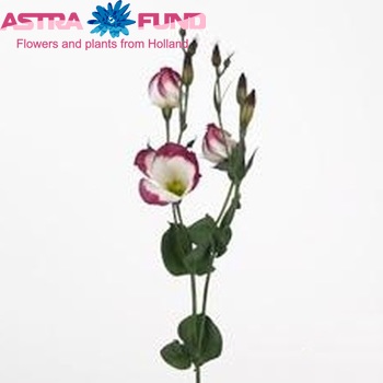Eustoma 'Adom Red Picotee' photo