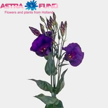 Eustoma 'Asenka' photo
