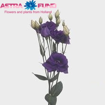 Eustoma 'Cessna Blue' photo