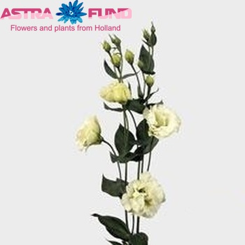 Eustoma 'Cessna Green' photo