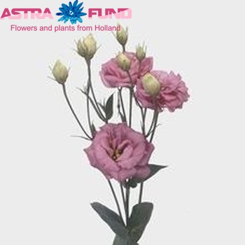 Eustoma 'Cessna Rose' photo