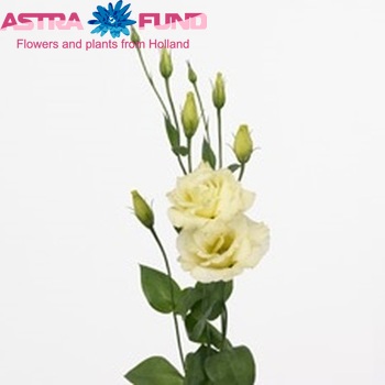 Eustoma 'Cessna Yellow' photo