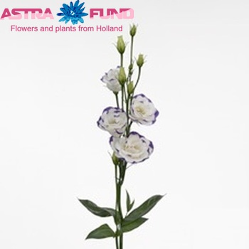 Eustoma 'Excalibur Blue Picotee' photo