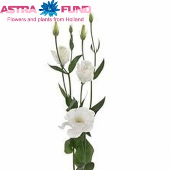 Eustoma 'Excalibur Pure White' fotografie
