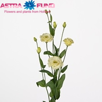 Eustoma 'Excalibur Yellow' fotografie