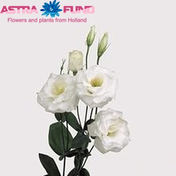 Eustoma 'Mariachi White' fotografie