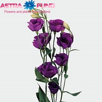 Eustoma 'Piccolo Blue' fotografie