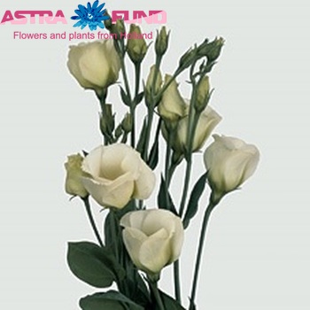 Eustoma 'Piccolo Green' fotografie