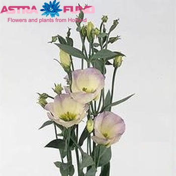 Eustoma 'Piccolo Pastel Blue' fotografie