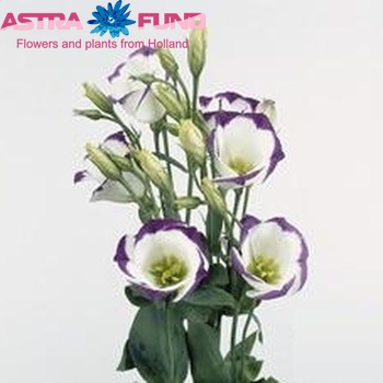 Eustoma 'Piccolo Picotee Blue' foto