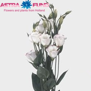 Eustoma 'Piccolo Picotee Pink' foto