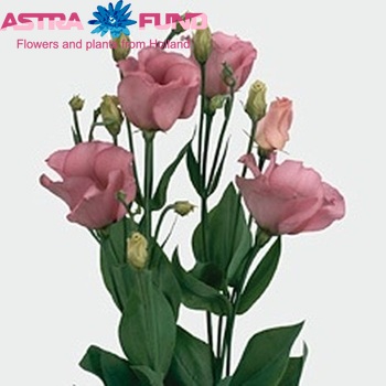 Eustoma 'Piccolo Pink' foto