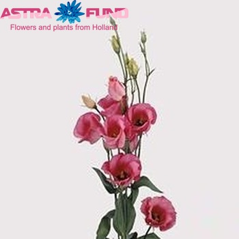 Eustoma 'Piccolo Rose' foto