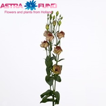 Eustoma 'Piccolo Terra' foto