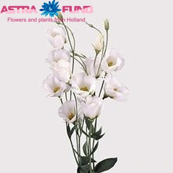 Eustoma 'Piccolo White' foto