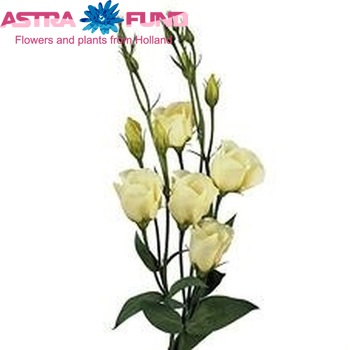 Eustoma 'Piccolo Yellow' foto