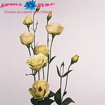 Eustoma 'Rosita Green' foto