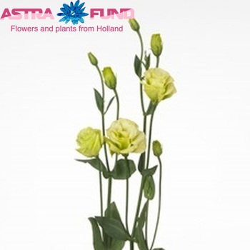 Eustoma 'Rosita Jade' foto