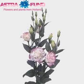 Eustoma 'Rosita Pink Picotee' foto