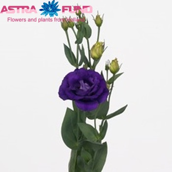 Eustoma 'Rosita Purple' foto