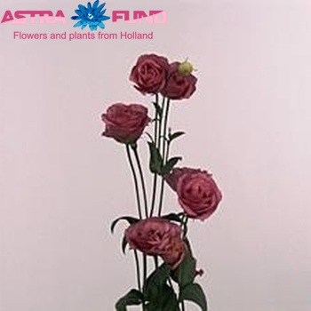 Eustoma 'Rosita Rose Pink' foto