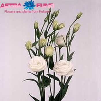 Eustoma 'Rosita White' foto