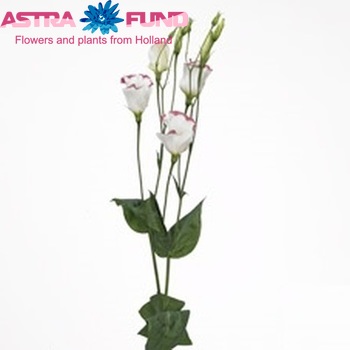 Eustoma russellianum enkel bloeiend Charm Rose Rim foto