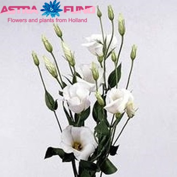 Eustoma russellianum enkelbloemig 'Ballet White' foto