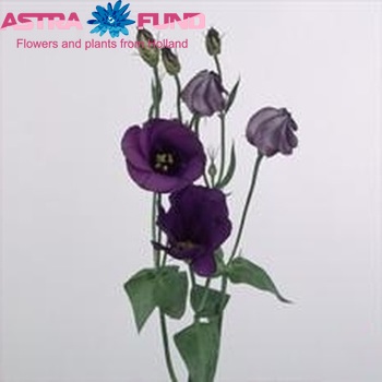Eustoma russellianum enkelbloemig Caesar Violet foto