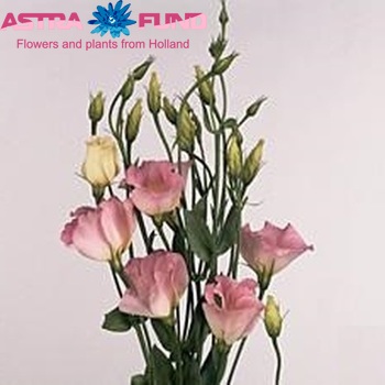 Eustoma russellianum enkelbloemig 'Charm Pastel Pink' foto