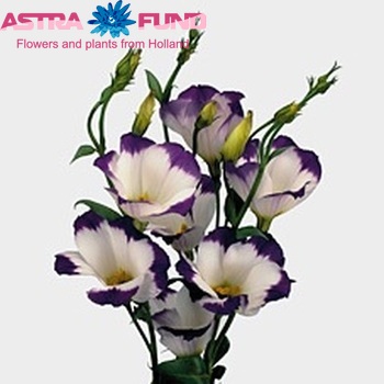 Eustoma russellianum enkelbloemig 'Charm Picotee Blauw' foto