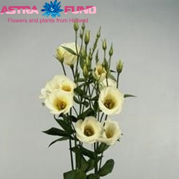 Eustoma russellianum enkelbloemig 'Charm Wit' foto