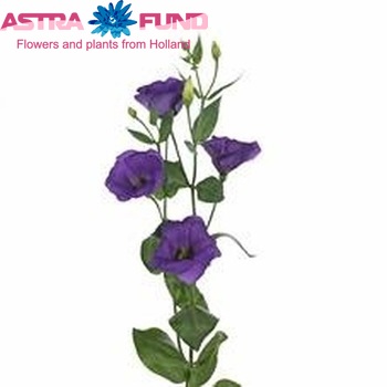 Eustoma russellianum enkelbloemig 'Colorado Purple' foto