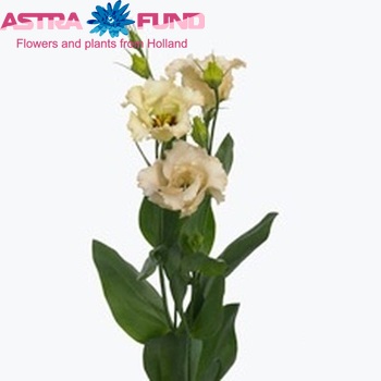 Eustoma russellianum enkelbloemig 'Falda Apricot' foto