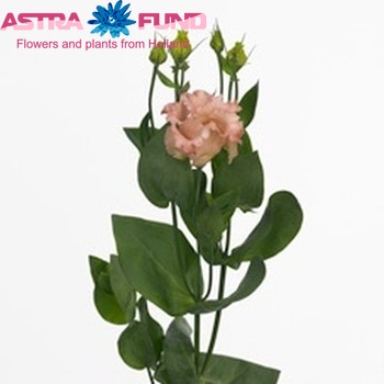 Eustoma russellianum enkelbloemig 'Falda Salmon' foto