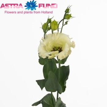 Eustoma russellianum enkelbloemig 'Falda Yellow' fotografie