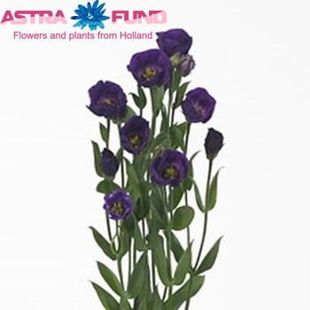 Eustoma russellianum enkelbloemig 'Fioretti Purple' fotografie