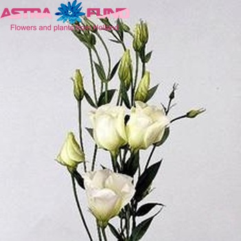 Eustoma russellianum enkelbloemig 'Fuji Green' fotografie