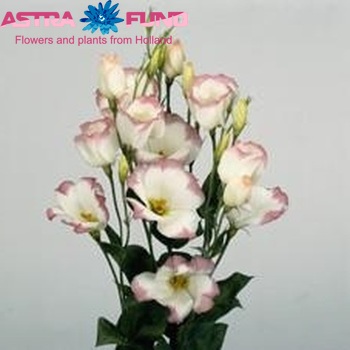 Eustoma russellianum enkelbloemig 'Fuji Picotee Pink' fotografie