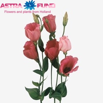 Eustoma russellianum enkelbloemig 'Fuji Wine Red' fotografie