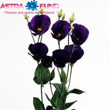 Eustoma russellianum enkelbloemig 'Kyoto Donkerblauw' foto